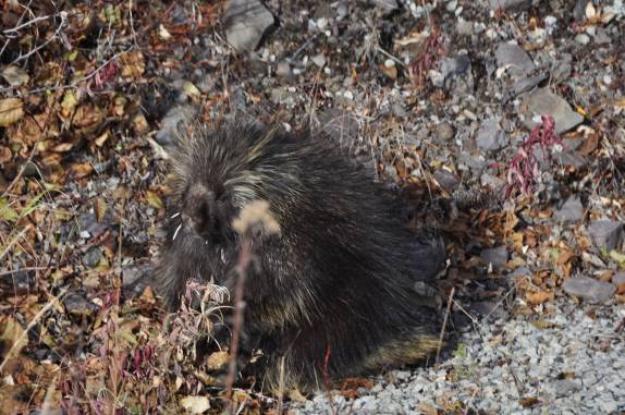Essa bola de espinhos é, na verdade, um porco-espinhos, animal muito comum ao longo da rodovia Top of The World Highway, entre EUA e Canadá